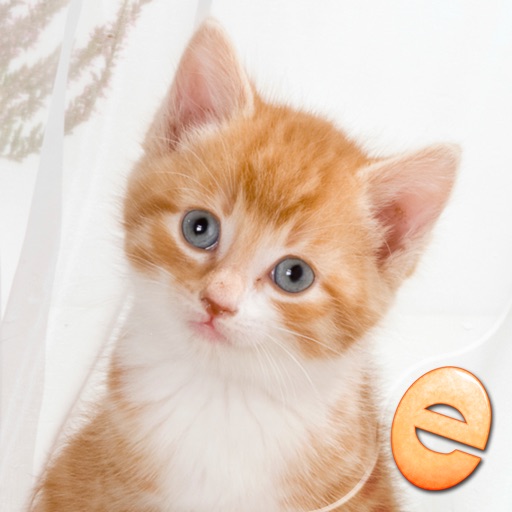 Jigsaw Wonder Kittens Puzzles for Kids icon