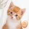 Icon Jigsaw Wonder Kittens Puzzles for Kids