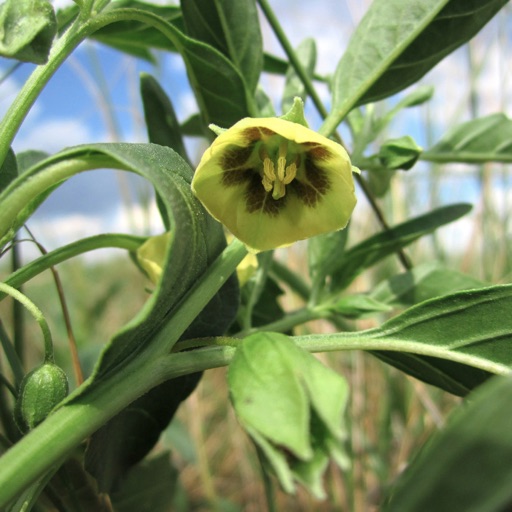 Medicinal Plants Encyclopedia Pro