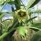 Medicinal Plants Encyclopedia Pro is a beautiful collection of the most important medicinal plants with detailed information and photos