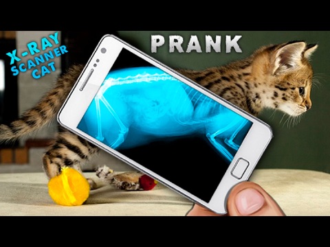 Screenshot #5 pour Simulator X-Ray Cat