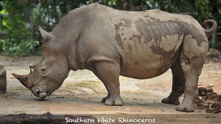 African Safari screenshot-4