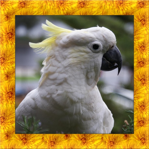 Cockatoo Simulator 3D Icon