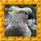 Cockatoo Simulator 3D