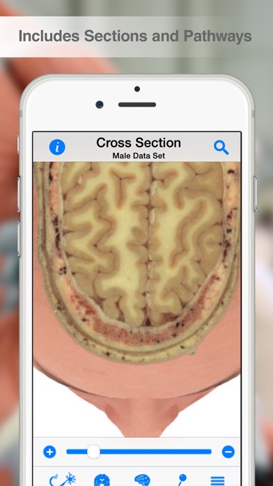 Pocket Brain Screenshot