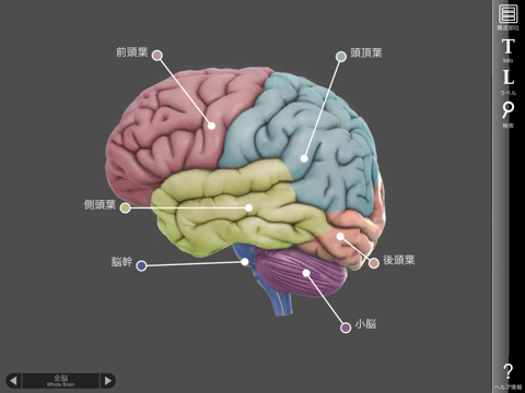 3D Brainのおすすめ画像1