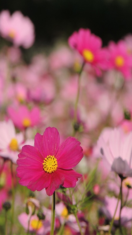 Landscapes of the flower screenshot-3