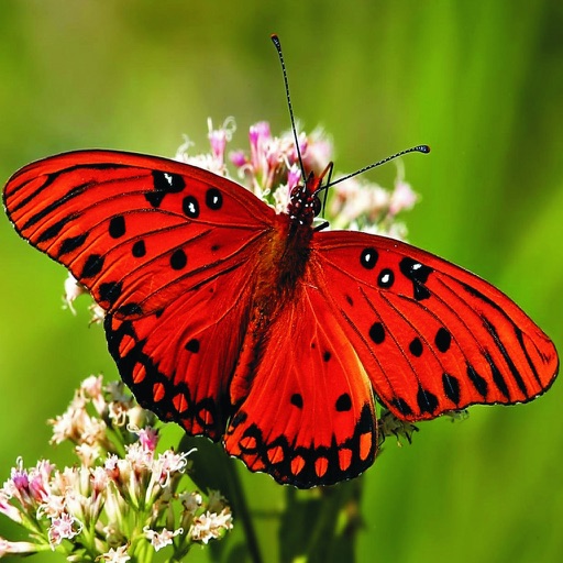 Beautiful iButterfly