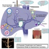 Staging and Management of Hepatocellular Carcinoma