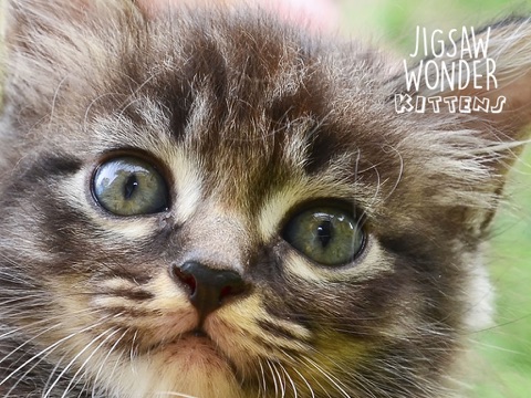 Jigsaw Wonder Kittens Puzzles for Kids