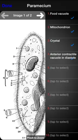 Game screenshot Protozoan Identification hack
