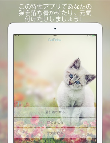 Cat Relax (キャット・リラックス) ：リラックスの気分や元気を導くサウンドスケープ . あなたの猫は彼らのために作曲の音楽に反応見て楽しんできてねのおすすめ画像1