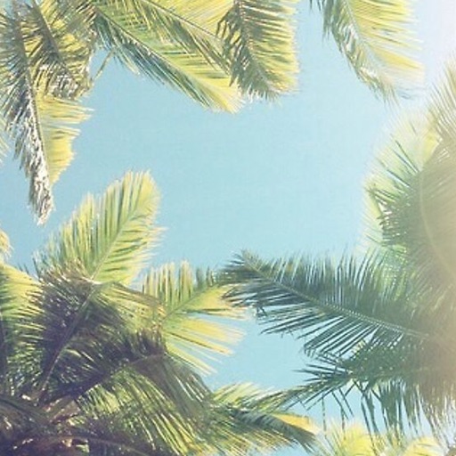 Best HD Palm Trees Wallpapers for iOS 8 Backgrounds: Tropical Seaside Theme Pictures Collection icon