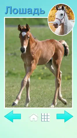 Game screenshot Zoola baby animals hack
