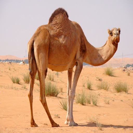 Camel Sounds - From the Hot Desert to Your Device, Ringtones, Alarms and More