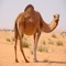 A camel is an even-toed ungulate within the genus Camelus, bearing distinctive fatty deposits known as "humps" on its back