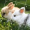 Rabbit Jigsaw Puzzle is a mini-game puzzle about rabbit