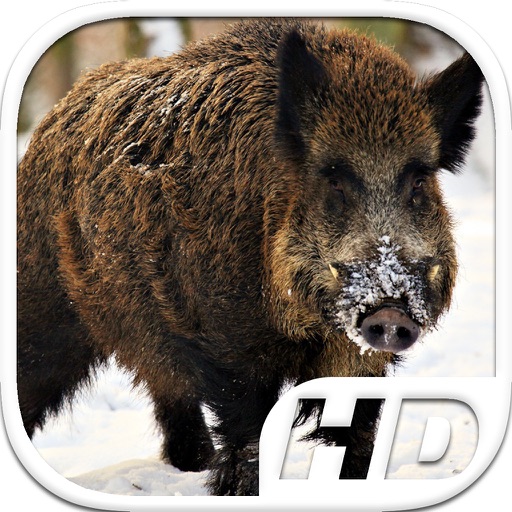 Boar Simulator HD Animal Life Icon