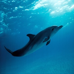 Dolphin Sounds - Ringtones, Alarms and More All High Quality