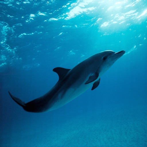 Dolphin Sounds - Ringtones, Alarms and More All High Quality icon