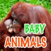 Baby Animals - Learn Animal Names!