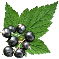 Edible Plant Guide app icon - Health & Fitness app for iPhone