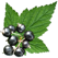 Edible Plant Guide