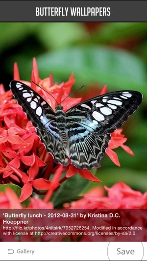 Butterfly Wallpapers!(圖2)-速報App