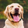 Dog Catalog HD - Photo Gallery & Wallpapers of Dog Breads FREE