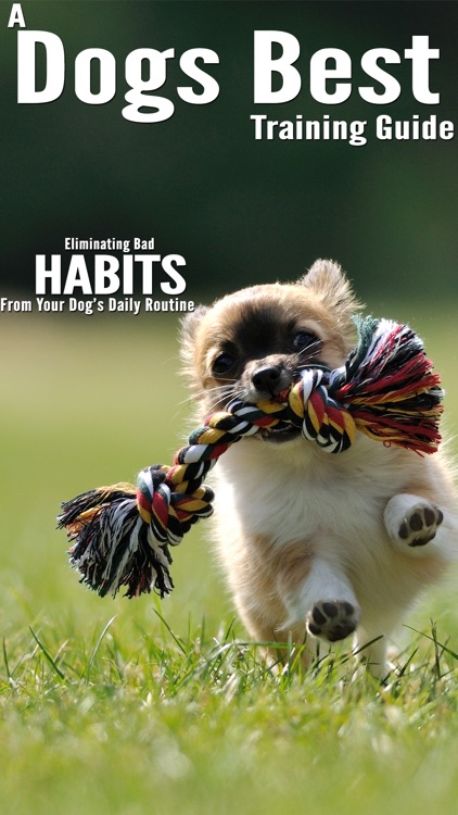 A Dogs Best Training Guide