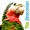 The Abaconian