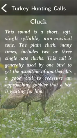Game screenshot Turkey Hunting Calls! hack