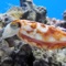 Beautiful Sea Animals And Views – Wallpapers & Slideshow HD offers you 45 carefully selected photos showing beautiful underwater scenery