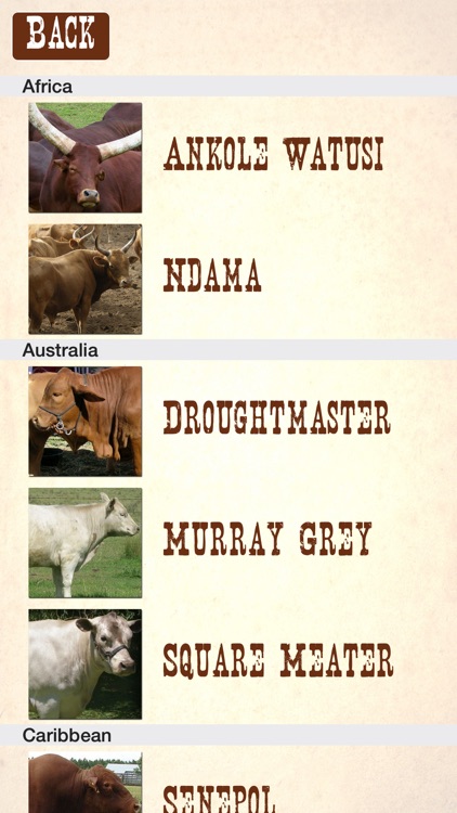 Cattle Breeds: Various Types of Cattle