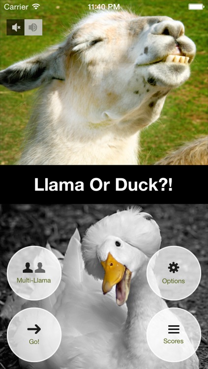 Llama Or Duck?!