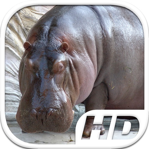 Hippo (Hippopotamus) Simulator HD Animal Life icon