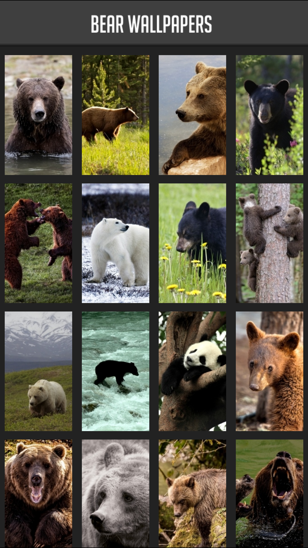 Bear Wallpaper Free Download App For Iphone Steprimo Com