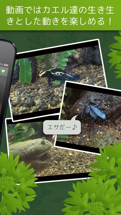 あわしま世界のカエル図鑑FREE screenshot-3
