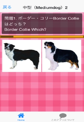 犬種クイズDog breed Quiz screenshot 3