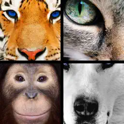 Quiz Pic: Animals app icon