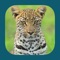 The Animals of Kruger app covers Mammals, Birds, Reptiles and Amphibians found in the Kruger National Park