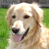 Golden Retriever Guide - Everything You Need To Know About Golden Retriever !