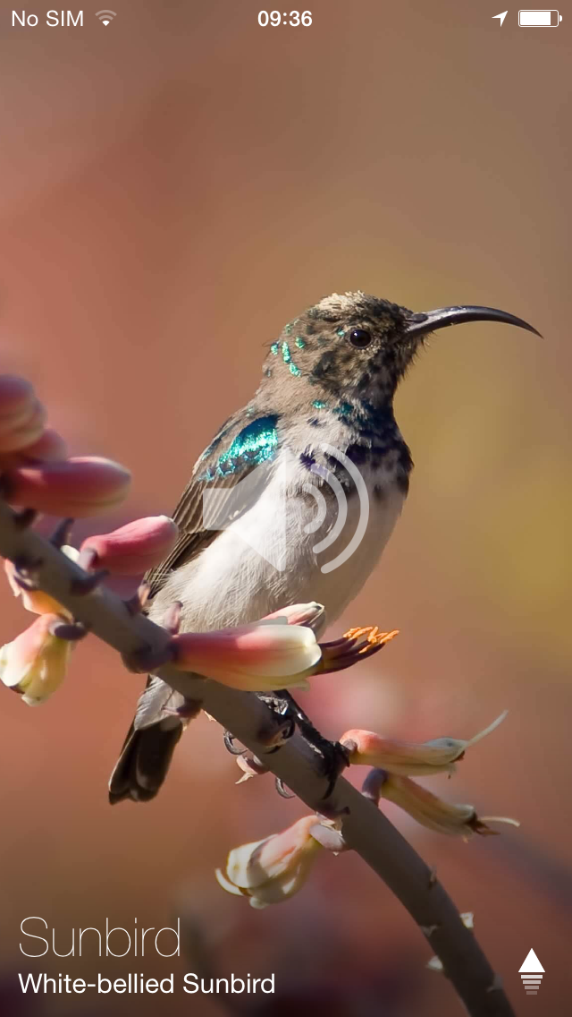 Animal Explorer Sounds and Photos