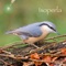 Identify over 250 birds of the British Isles with this stunning guide