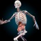 Visible Anatomy is a 3D Anatomy Explorer that makes understanding the Human Anatomy Simple & Intuitive