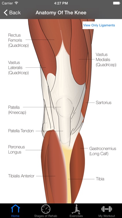 ACL Rehab