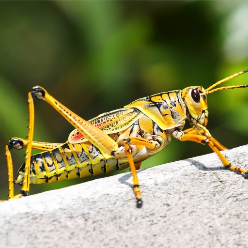 The Grasshoppers & Crickets Encyclopedia icon