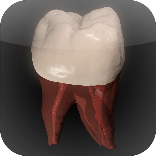 Real Tooth Morphology Free icon