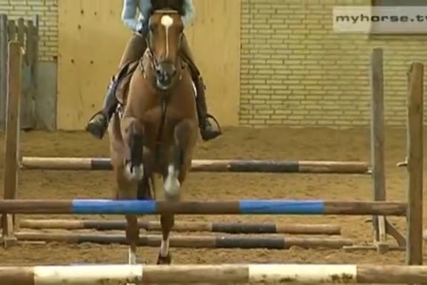 Horse Jumping Techniques screenshot 3