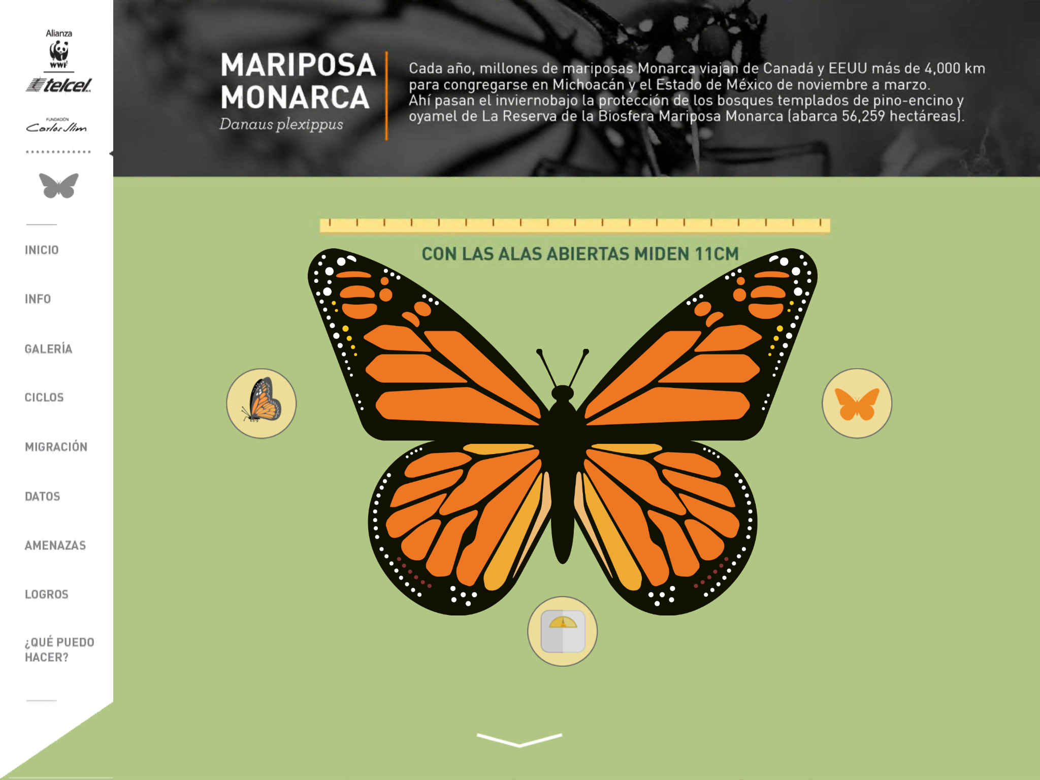 WWF-Telcel